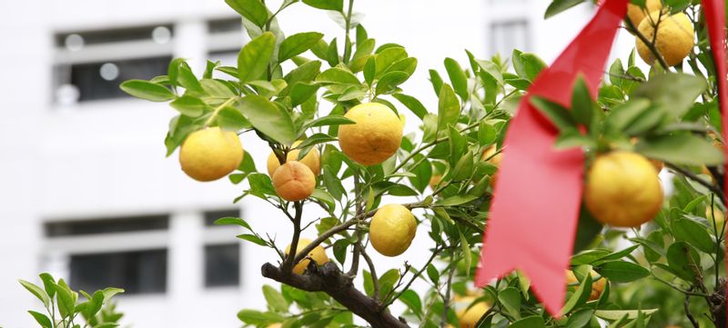 开新“橘”，言未来 | 华东师...